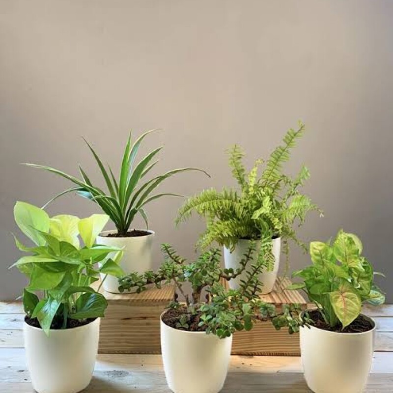 air purifying plants