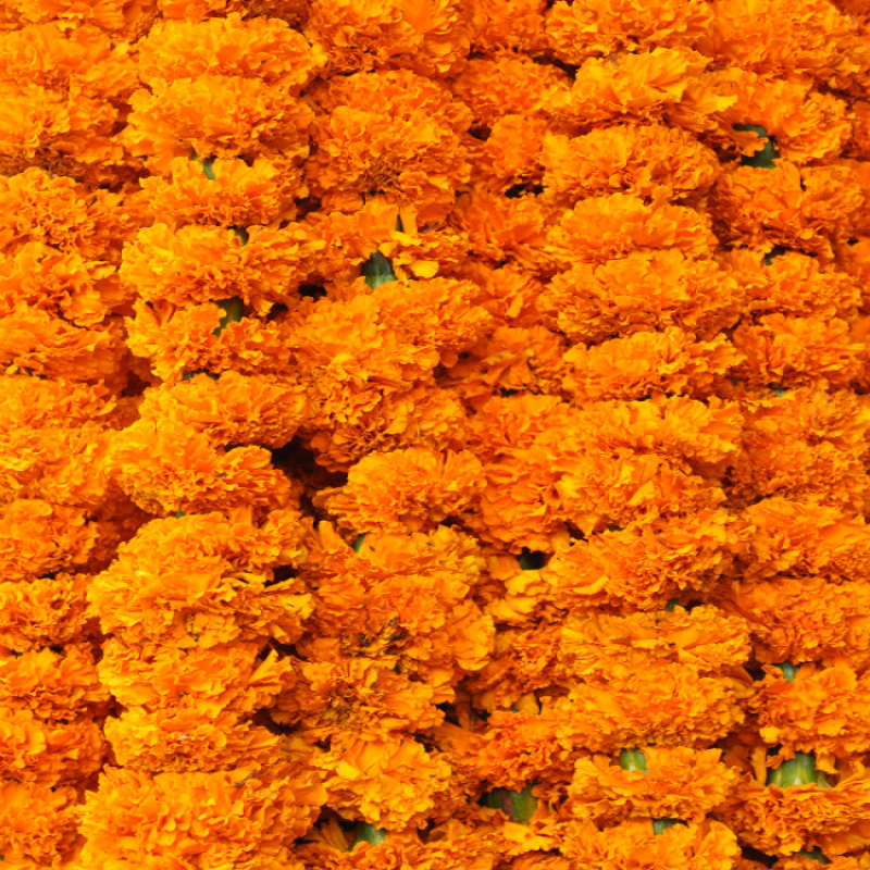 Marigold mala
