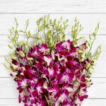 orchid