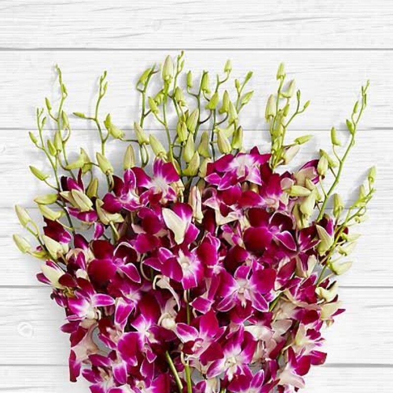 orchid