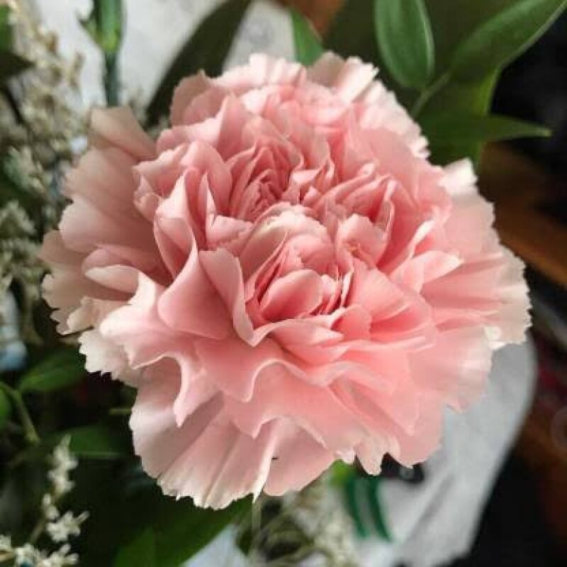 carnations