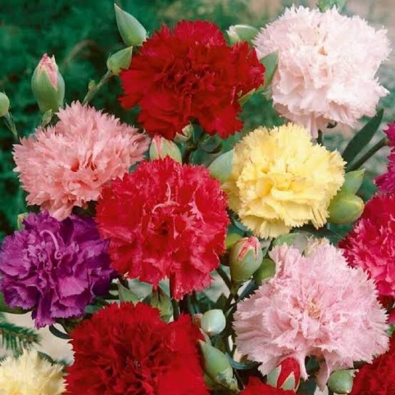 carnations