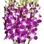 orchid flower mala rs 3500 per piece