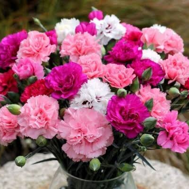 Exotic flower