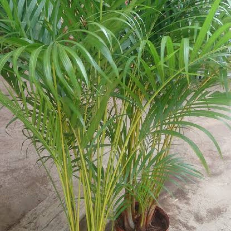air purifying plants