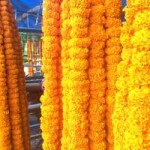Marigold. MALA   गेंदा माला