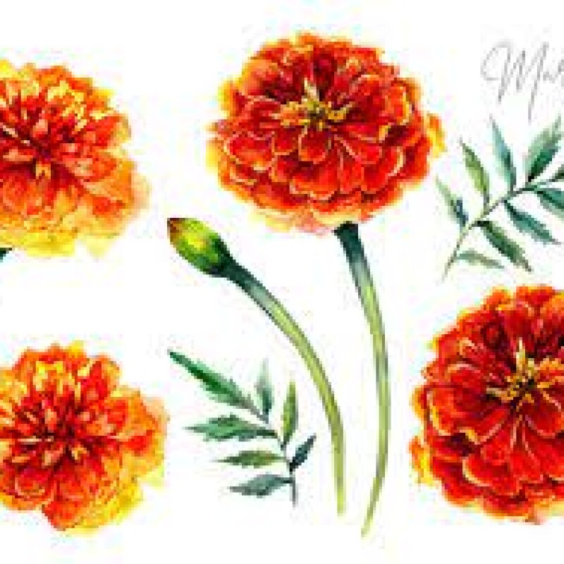 marigoldMIX गेंदा ... 60/per kg  (0 reviews)