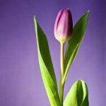 tulip
