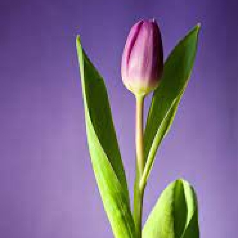 tulip