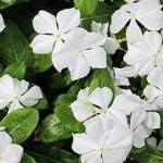periwinkle
