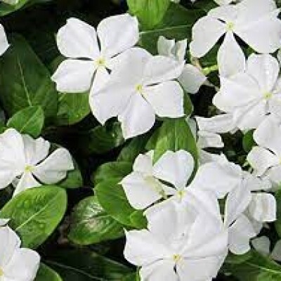 periwinkle