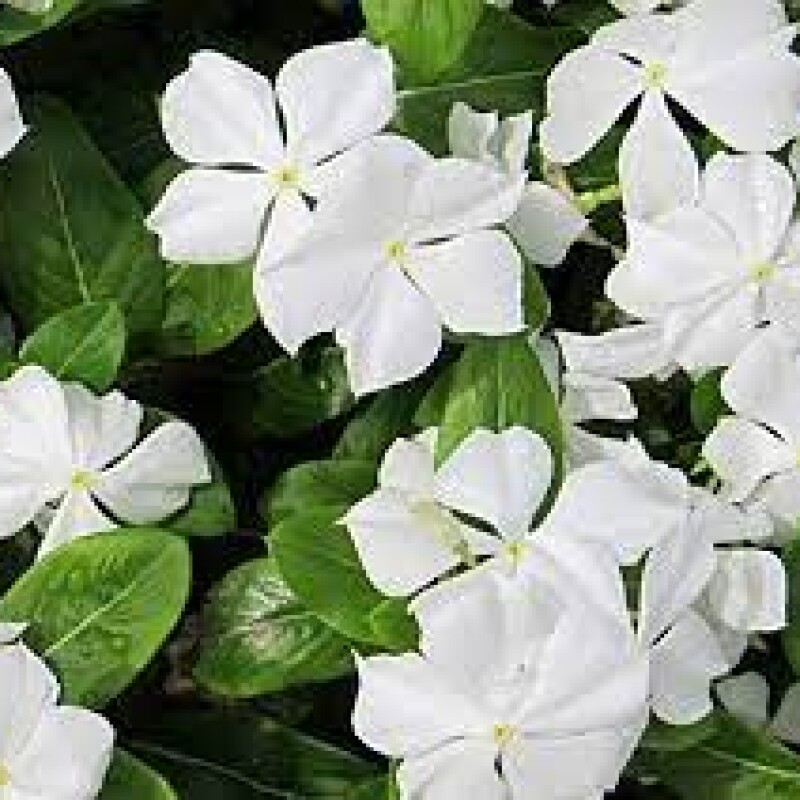 periwinkle