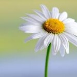 Daisy