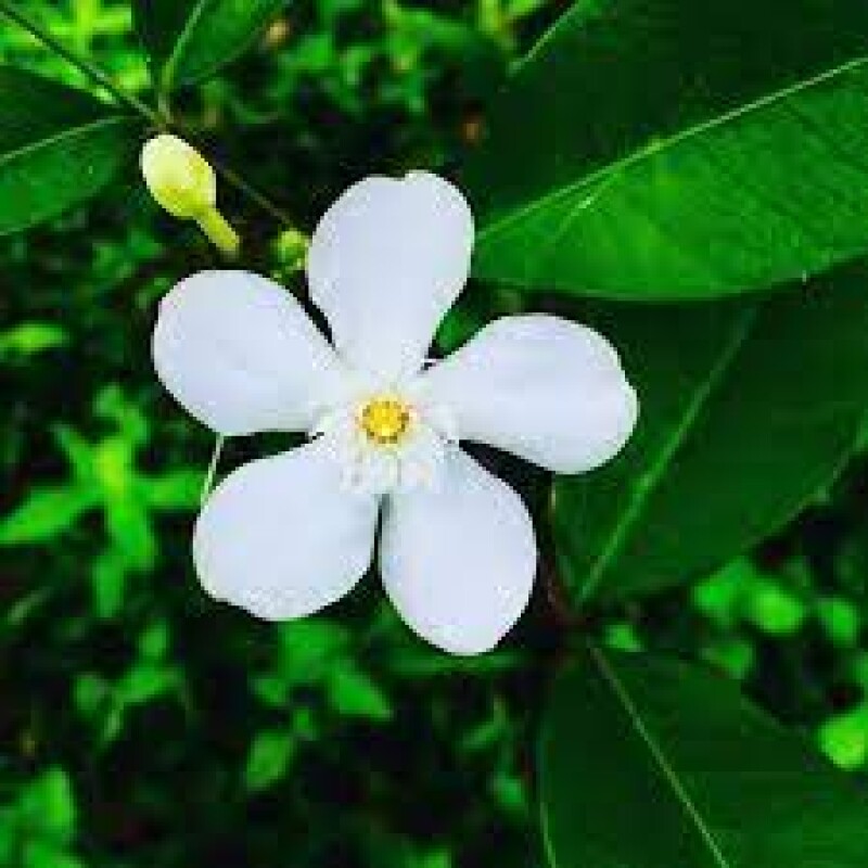 jasmine