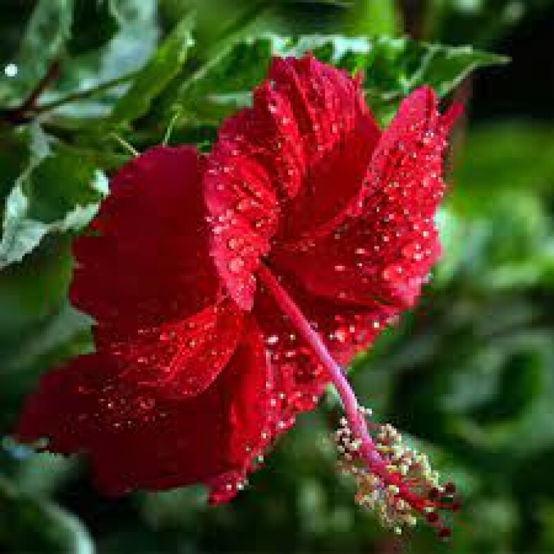 HIBISCUS rs 10 per piece