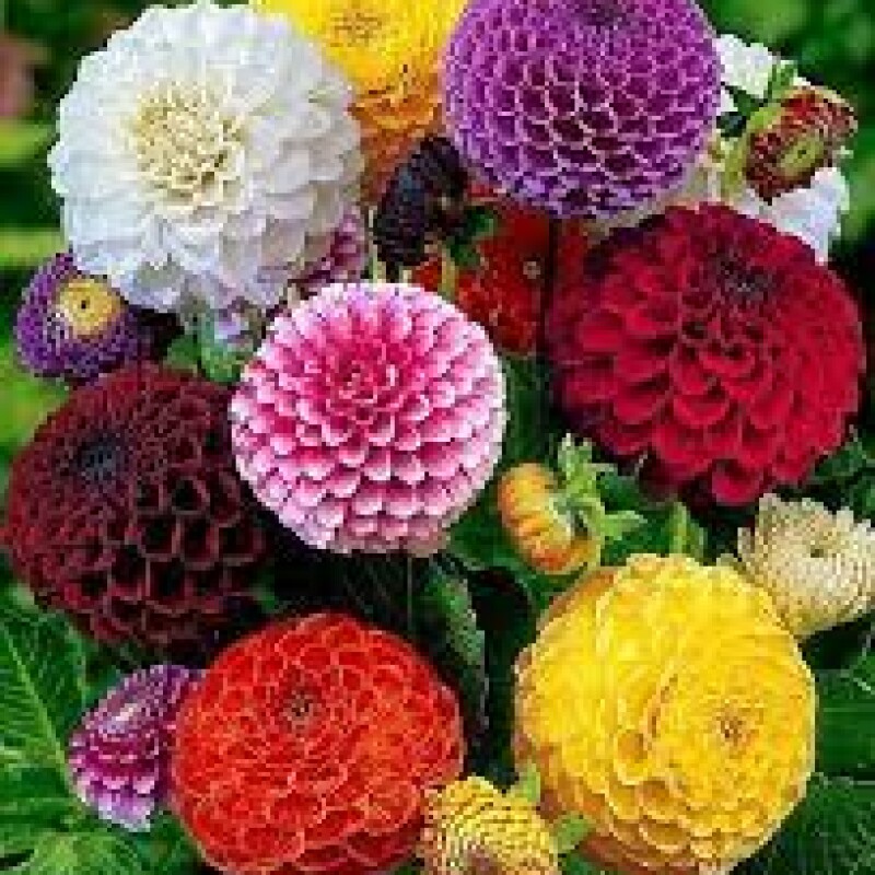 dahlia