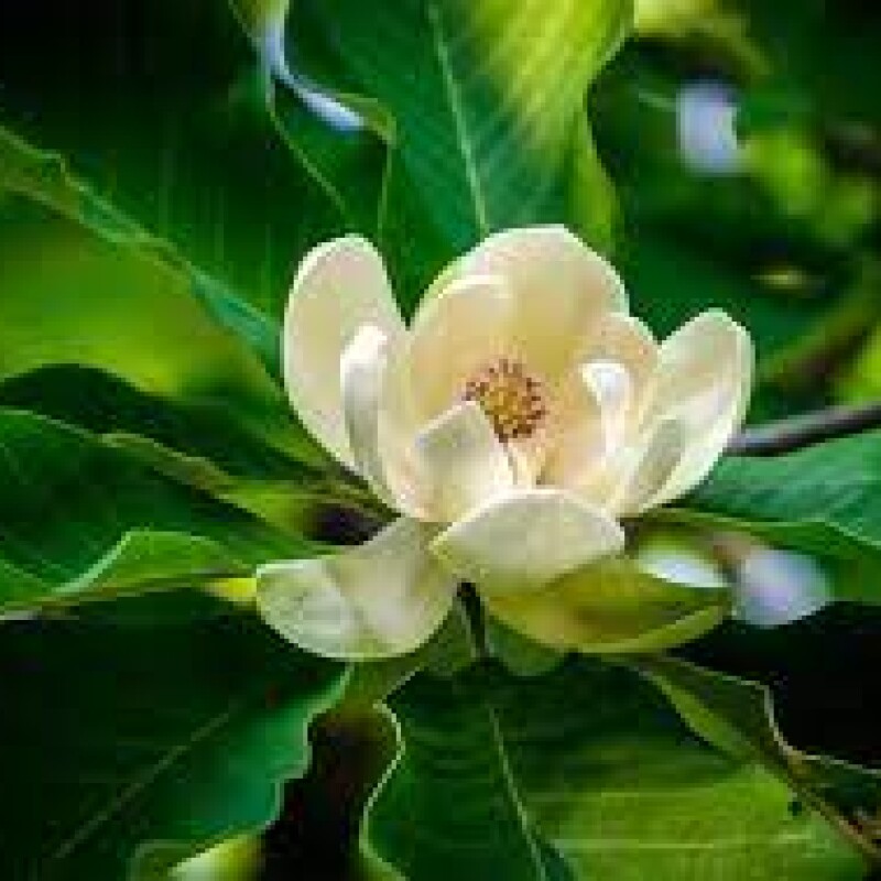 magnolia