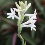 Mexican tuberose per Mala rs 20