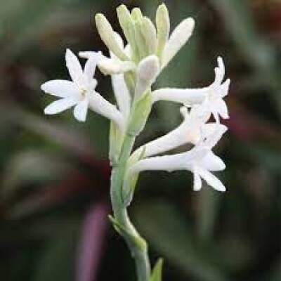 Mexican tuberose per Mala rs 20