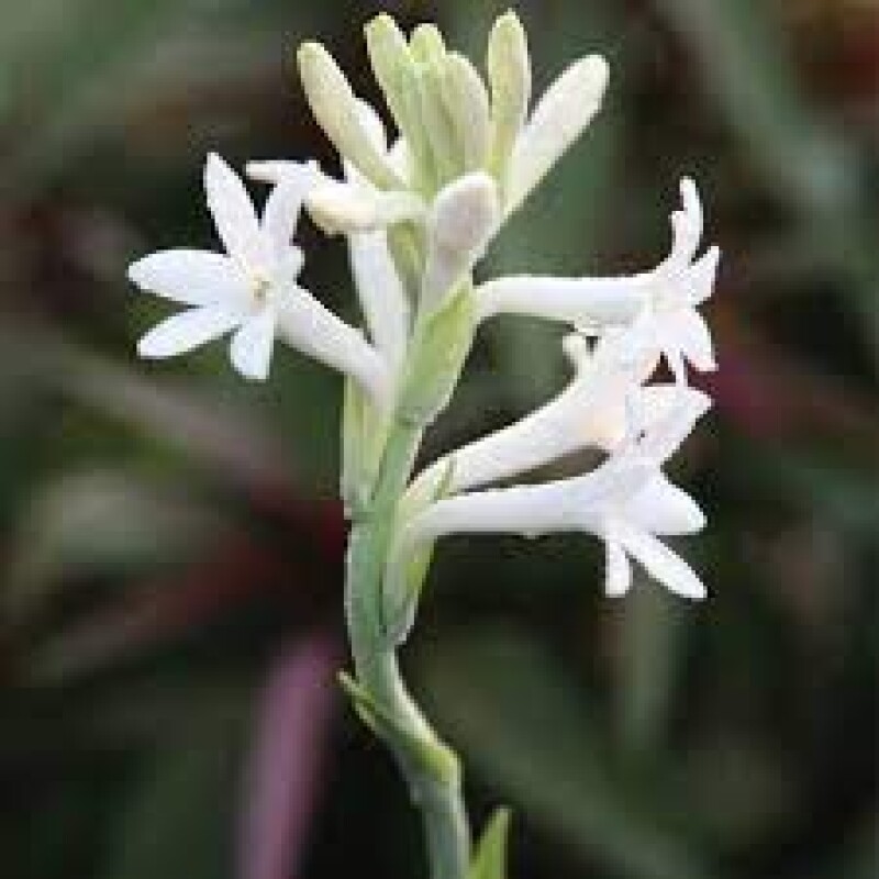 Mexican tuberose per Mala rs 20