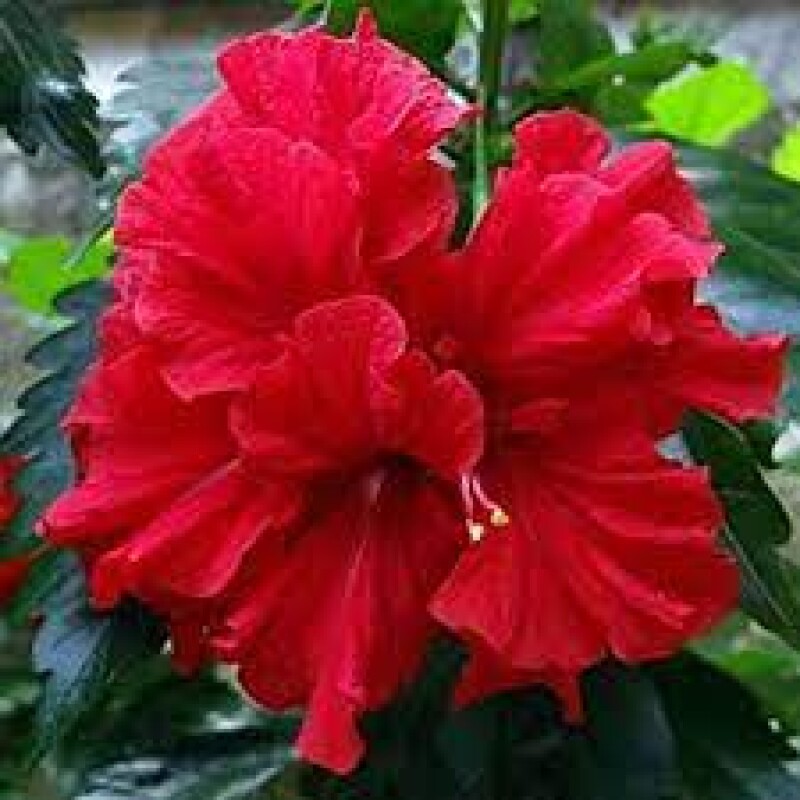 hibiscus rs 15 per piece