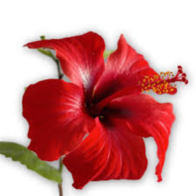 HIBISCUS rs 10 per piece