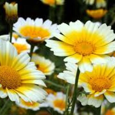 Daisy