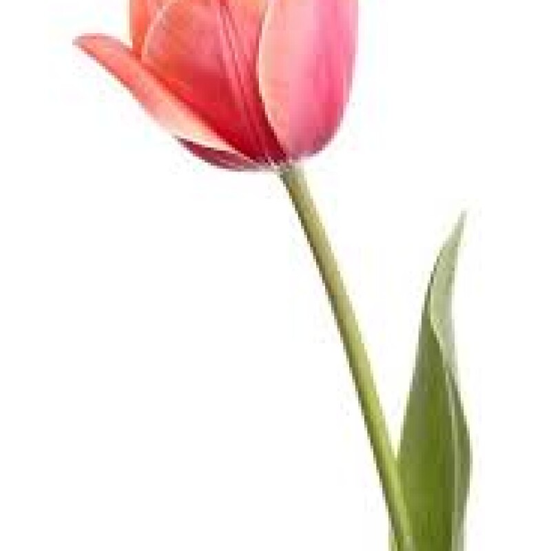 tulip