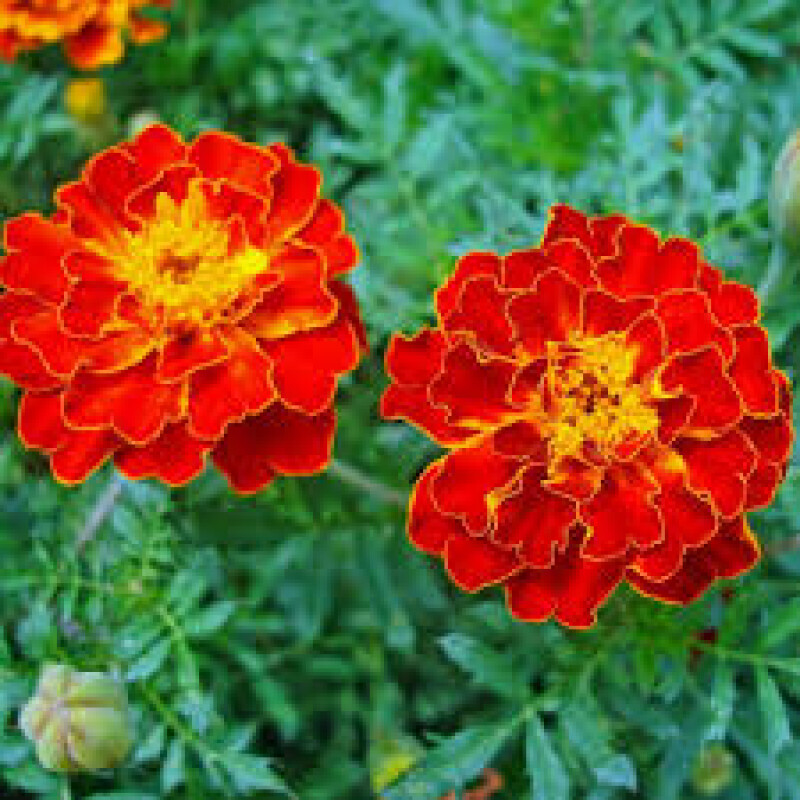 marigold 150/kg