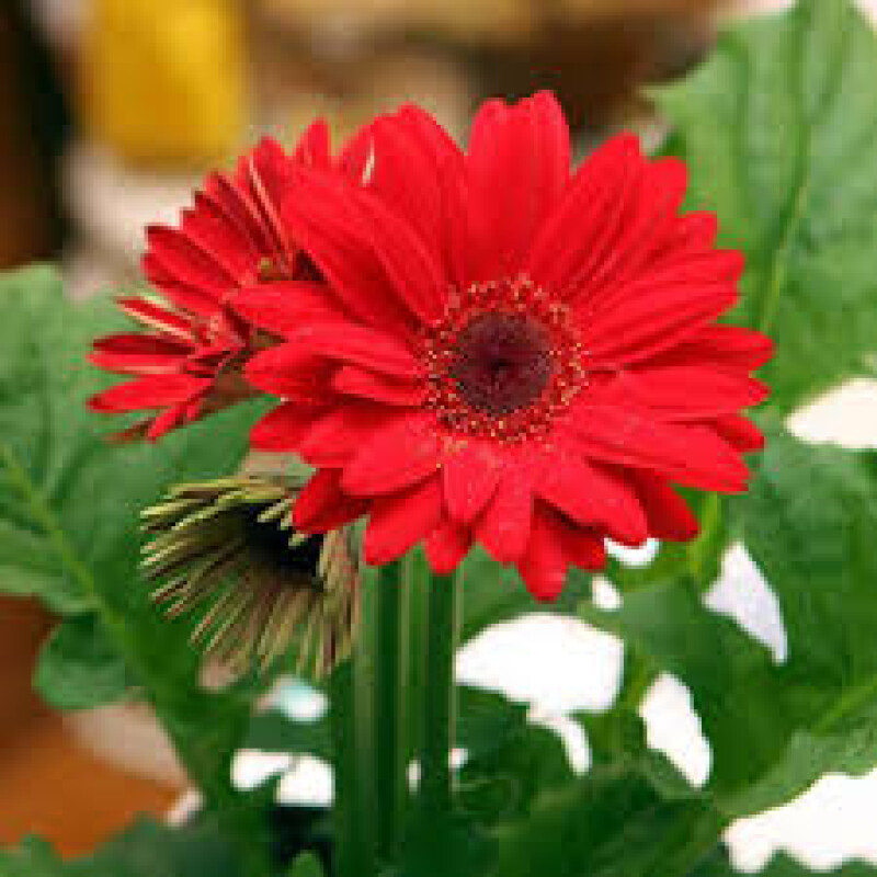 Daisy