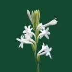 Mexican tuberose per Mala rs 20