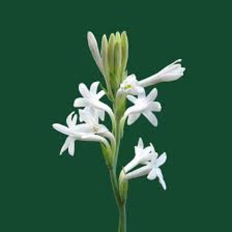 Mexican tuberose per Mala rs 20