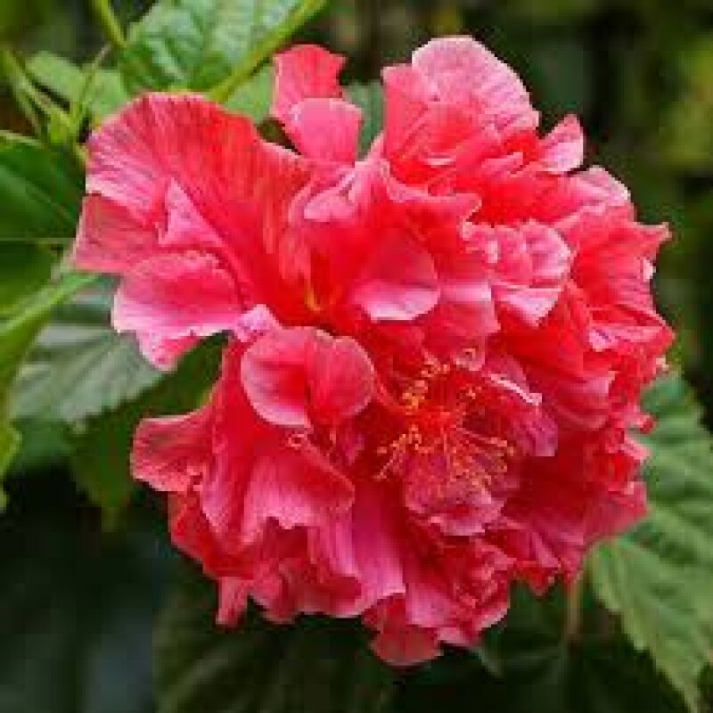 hibiscus rs 15 per piece