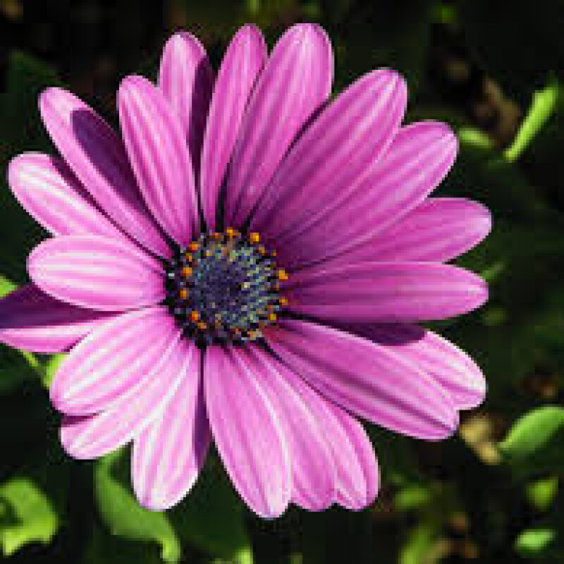 daisy