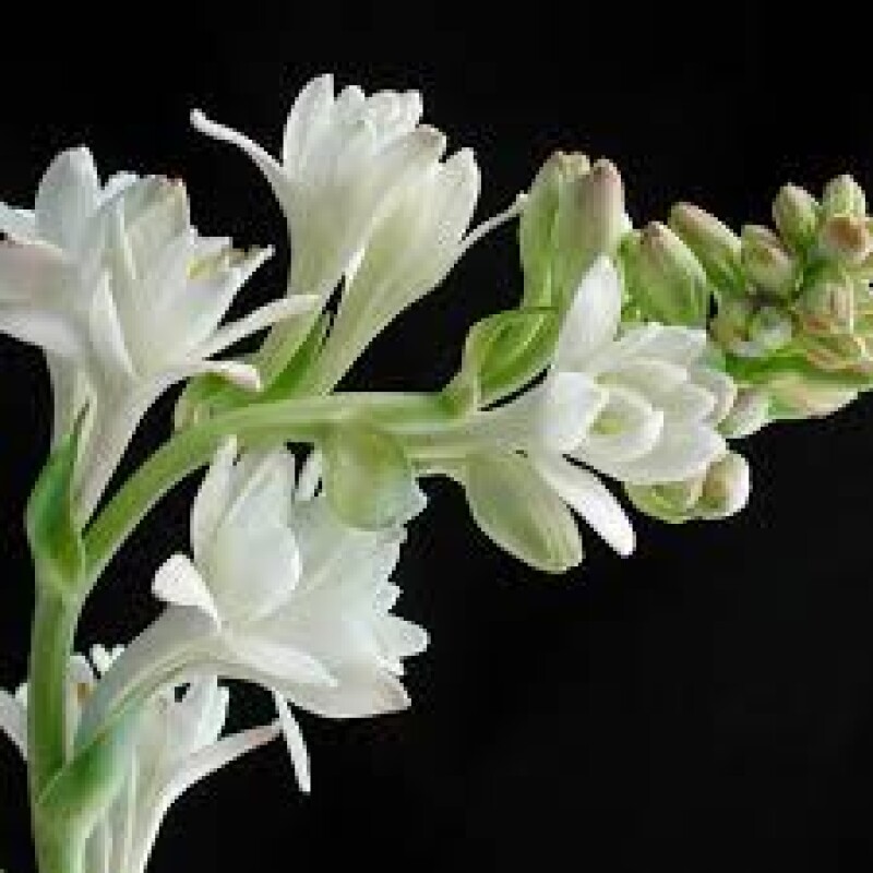Mexican tuberose per Mala rs 20