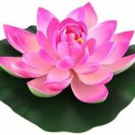 lotus